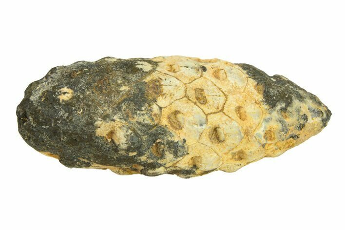 Fossil Seed Cone (Or Aggregate Fruit) - Morocco #288740